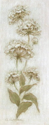 Queen Anne Lace 2 - Open Edition Print by artist Alice Pritchard