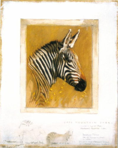 Zebra - Open Edition Print by artist Kim Donaldson
