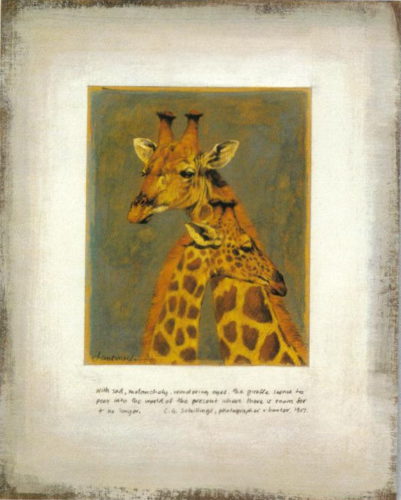 Giraffes - Open Edition Print by artist Kim Donaldson