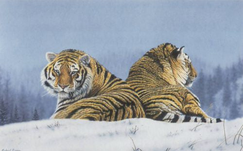 Tigers in the Mist - Open Edition Print by artist Andrew Ellis