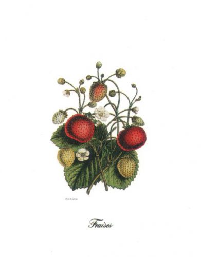Strawberries - Open Edition Print by artist Severyn