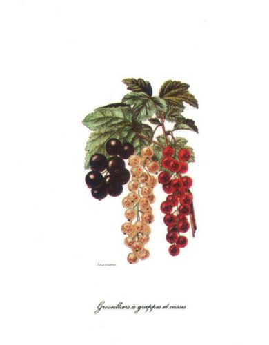 Grapes - Open Edition Print by artist Severyn