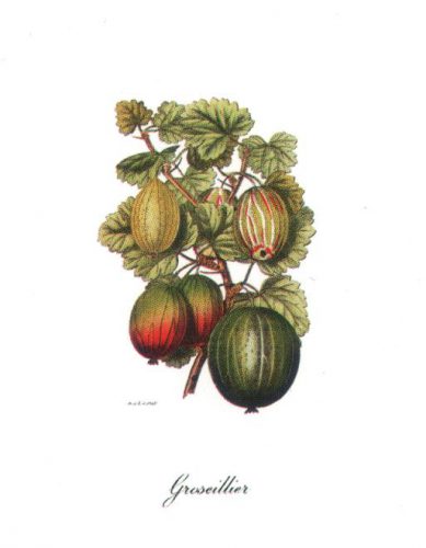 Gooseberries - Open Edition Print by artist Severyn
