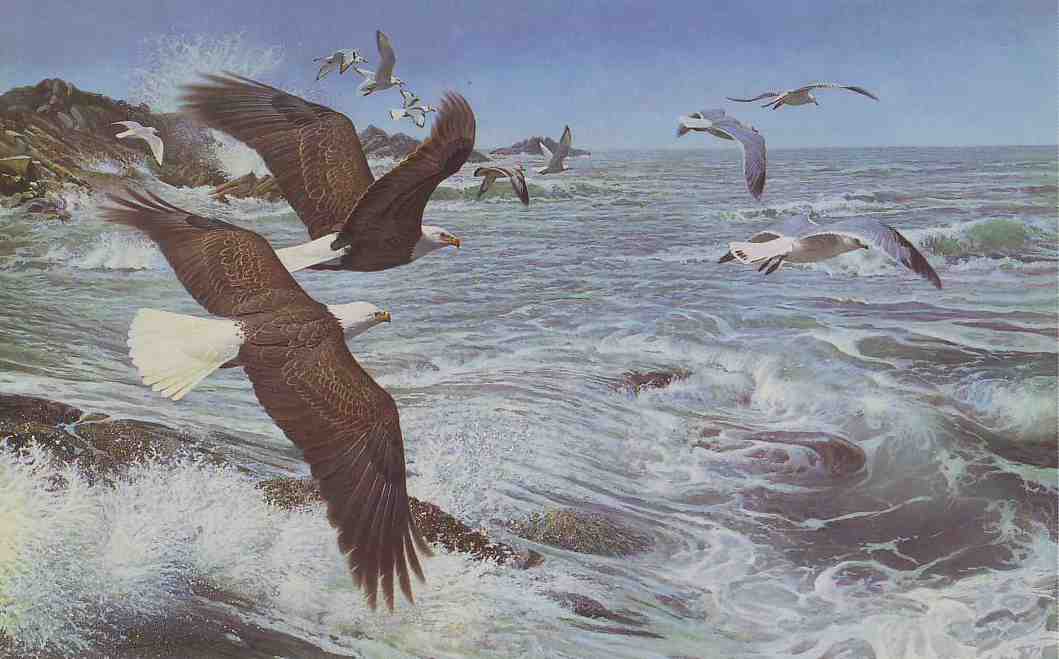Wings, Wind & Sea - Limited Edition Print by artist John Pitcher