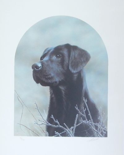 Black Labrador - Limited Edition Print by artist John Silver