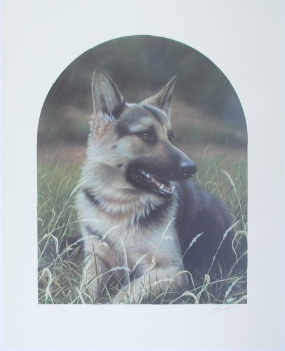 German Shepherd - Limited Edition Print by artist John Silver