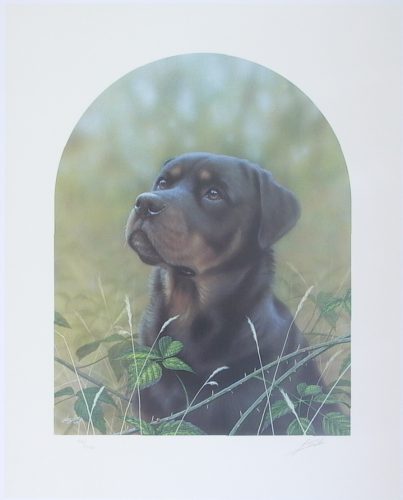 Rottweiler - Limited Edition Print by artist John Silver