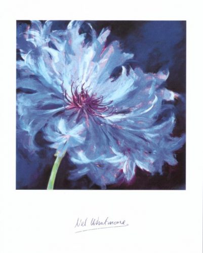 Cornflower Blue - Open Edition Print by artist Nel Whatmore