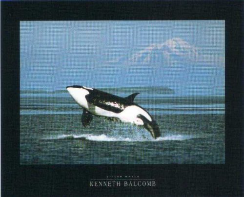 Killer Whale - Open Edition Print by artist K Balcomb
