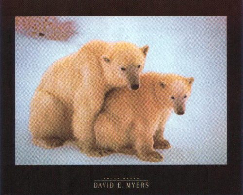 Polar Bears - Open Edition Print by artist D Myers