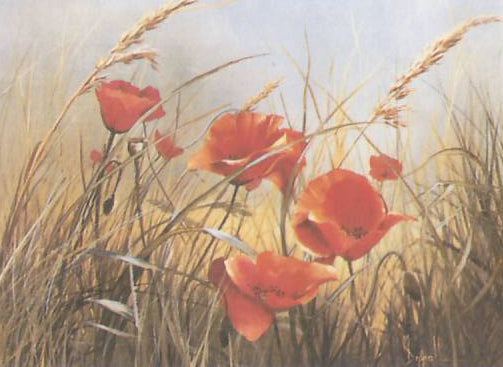 Poppies - Open Edition Print by artist Mary Dipnall