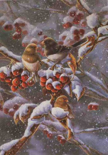 Winter Juncos & Crab Apples - Limited Edition Print by artist Wanda Mumm
